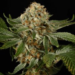 Silent Seeds Classic Cannabis Seeds OG Kush Feminisiert