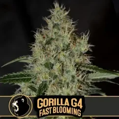 Sementes de Cannabis Blimburn Seeds Gorilla Glue G4 Fast Blooming