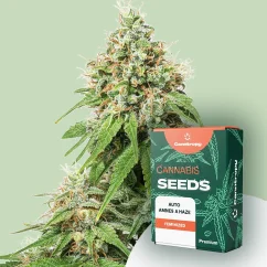 Canntropy Seeds Auto Amnesia Haze (savęs žydėjimo)