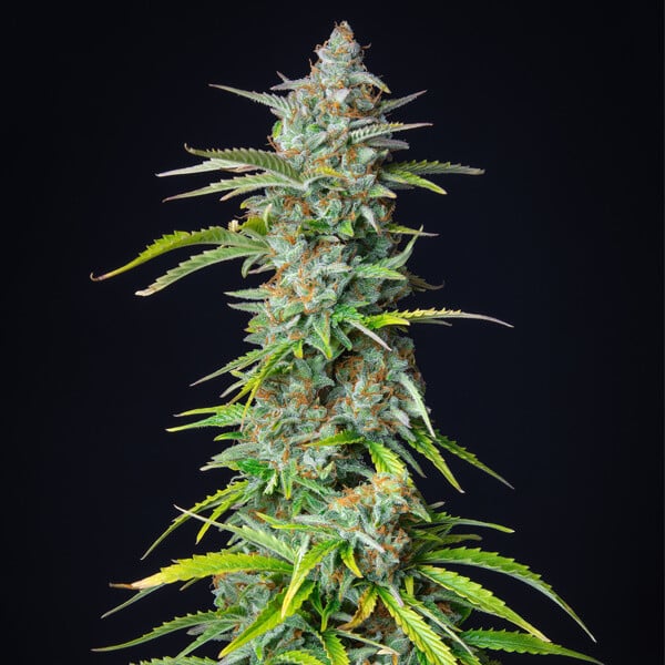 Royal Queen Seeds Semená konope Northern Light Auto