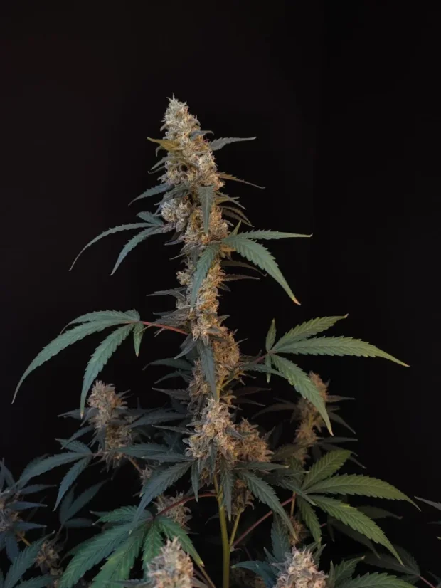 Fast Buds Cannabis Seeds BubbleGum Auto