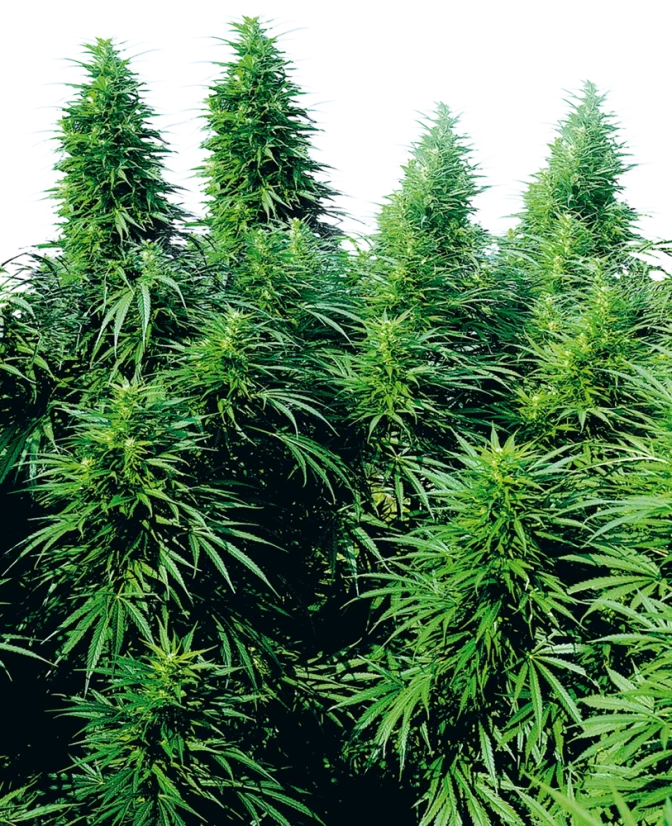 Sensi Seeds Cannabis Ruderalis Skunk® Regular, 10 Stk.