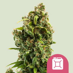 Royal Queen Seeds Semințe de Cannabis Sour Diesel Feminizate