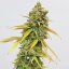 Феминизирани семена от канабис Royal Queen Seeds Special Queen #1