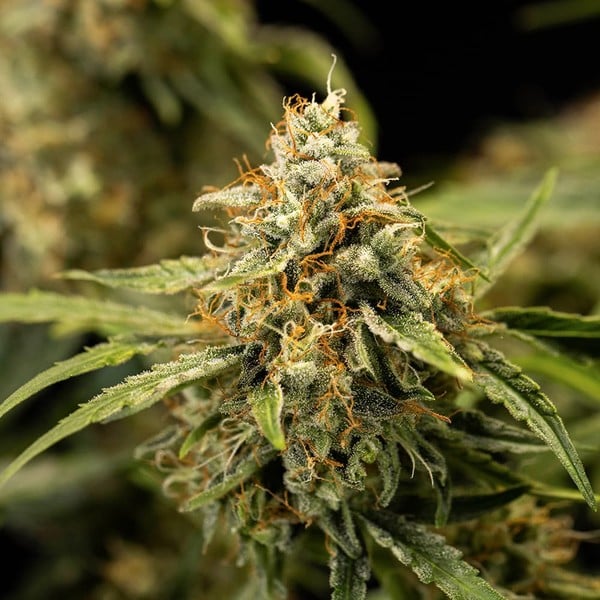 Royal Queen Seeds Cannabis Seeds Medusa F1 Auto