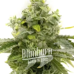 Blimburn Seeds Sementes de Cannabis Bruce Banner Fast Blooming