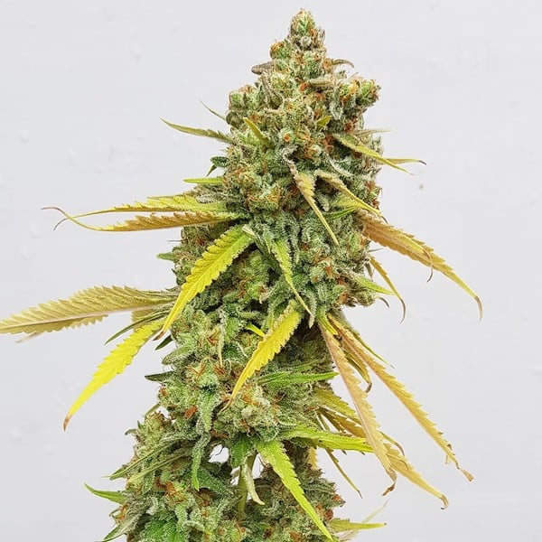 Феминизирани семена от канабис Royal Queen Seeds Special Queen #1