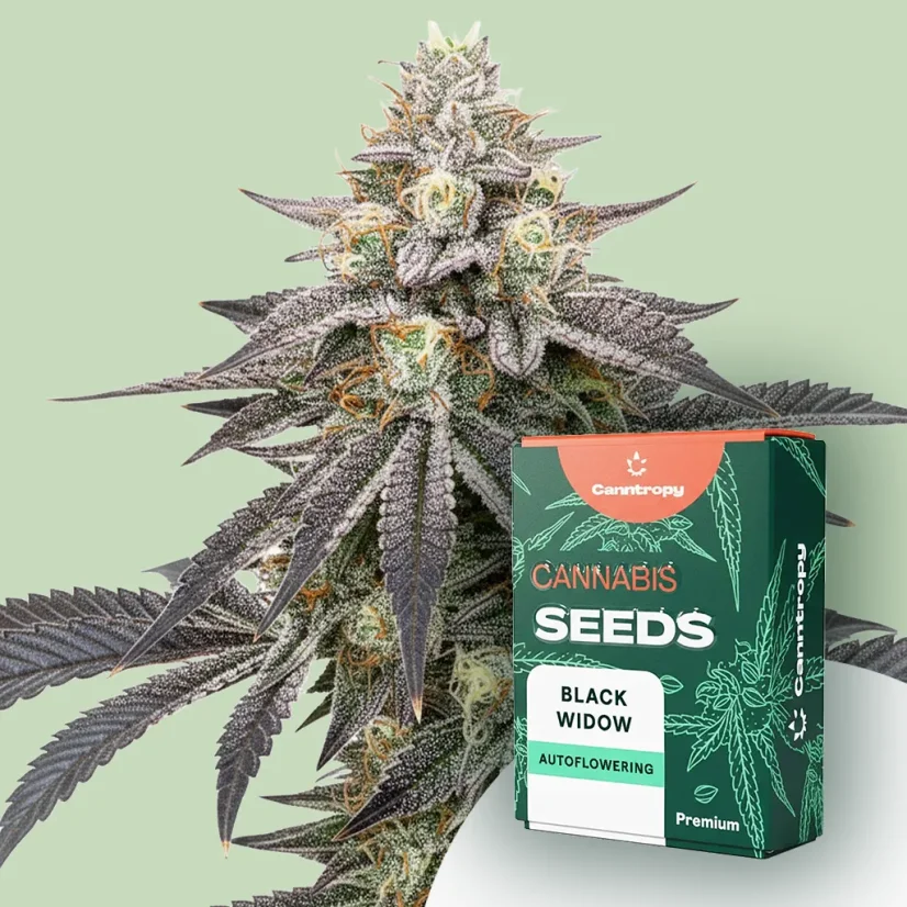 Canntropy Seeds Black Widow (Feminizirana)