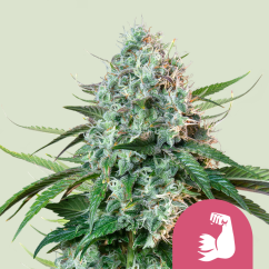 Royal Queen Seeds Kaņepju Sēklas HulkBerry Feminized