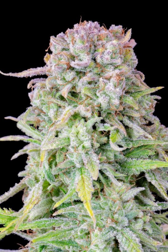 Fast Buds Cannabis Seeds Afghan Kush Auto