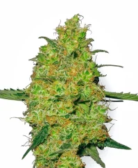 Sensi Seeds Cannabis Seeds Master Kush Regular by White Label, 10 unidades