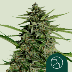 Royal Queen Seeds Cannabis Seeds Orion F1 Auto