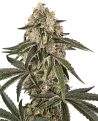 Sensi Seeds Cannabis Seeds Sunset Peach Feminized