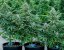 Royal Queen Seeds Cannabis Seeds Apollo F1 Auto