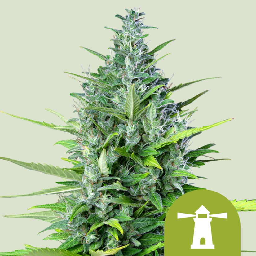 Royal Queen Seeds Σπόροι Κάνναβης Royal Haze Auto