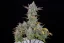 Fast Buds Cannabis Seeds Gorilla Cookies Auto