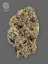 The Bulldog Seeds TB Gelato Auto, 3 and 5 pcs