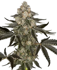 Sensi Seeds Cannabis Seeds Sauvignon Blanc Autoflowering