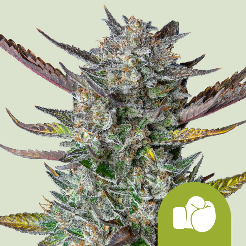 Royal Queen Seeds Cannabis Seeds Purple Punch Auto
