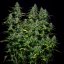 Royal Queen Seeds Cannabis Seeds Royal Gorilla Auto