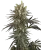 Sensi Seeds Cannabis Seeds Slam Dank Feminizowane