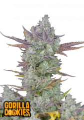 Fast Buds Cannabis Seeds Gorilla Cookies Auto