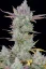 Fast Buds Cannabis Seeds Gorilla Cookies Auto