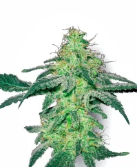 Sensi Seeds Cannabis Seeds White Skunk Regular von White Label, 10 Stk.