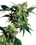 Sensi Seeds Cannabis Samen Mr Nice G13 X Hash Plant® Regular, 10 Stk.