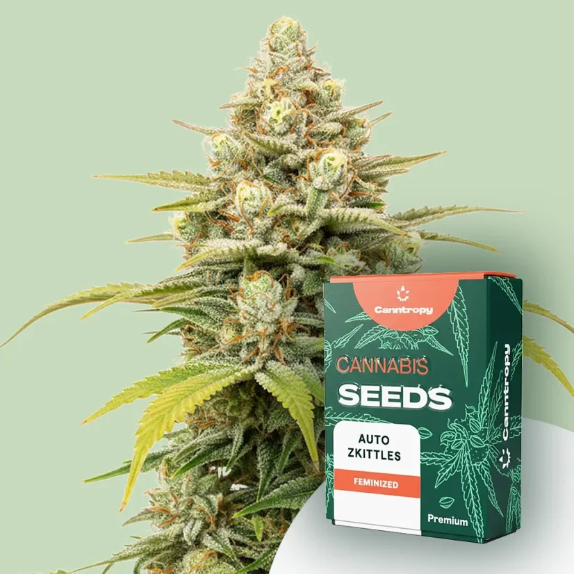 Canntropy Seeds Auto Zkittles (Autoflowering)