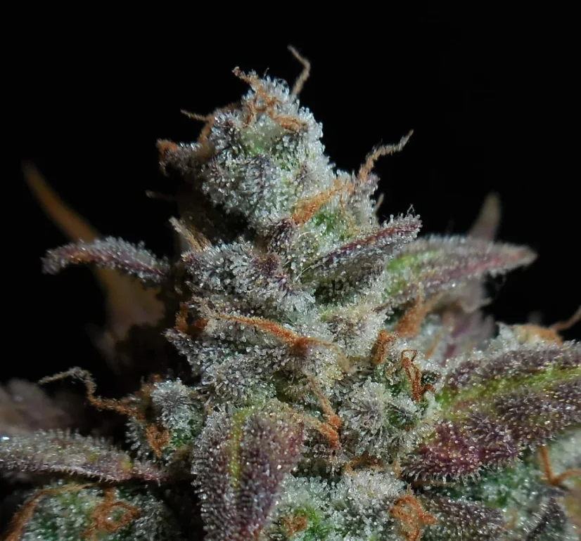 Fast Buds Cannabis Seeds Lemon AK Auto