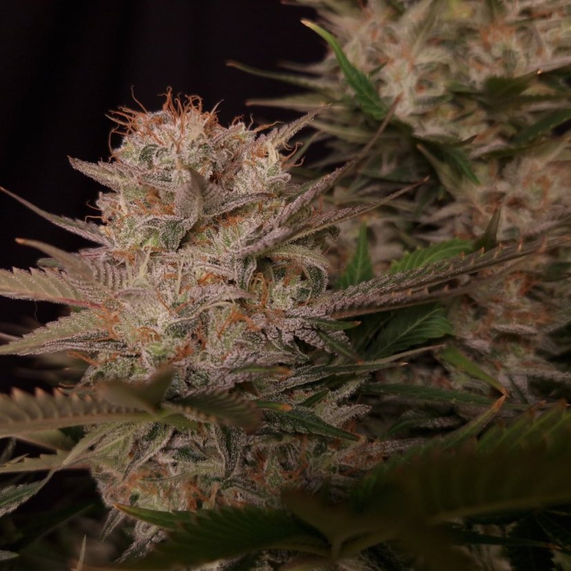Doctor´s Choice Seeds Chronic Fast F1 BX Regular