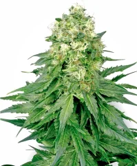 Sensi Seeds Cannabis Seeds White Widow Regular von White Label, 10 Stk.