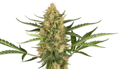 Sensi Seeds Cannabis Seeds Blueberry Bubblegum Automatic Feminized, 3-10 kpl