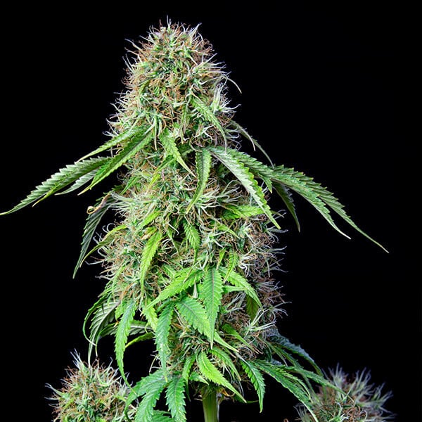 Royal Queen Seeds Семена от канабис Royal CBG Auto (High CBD)