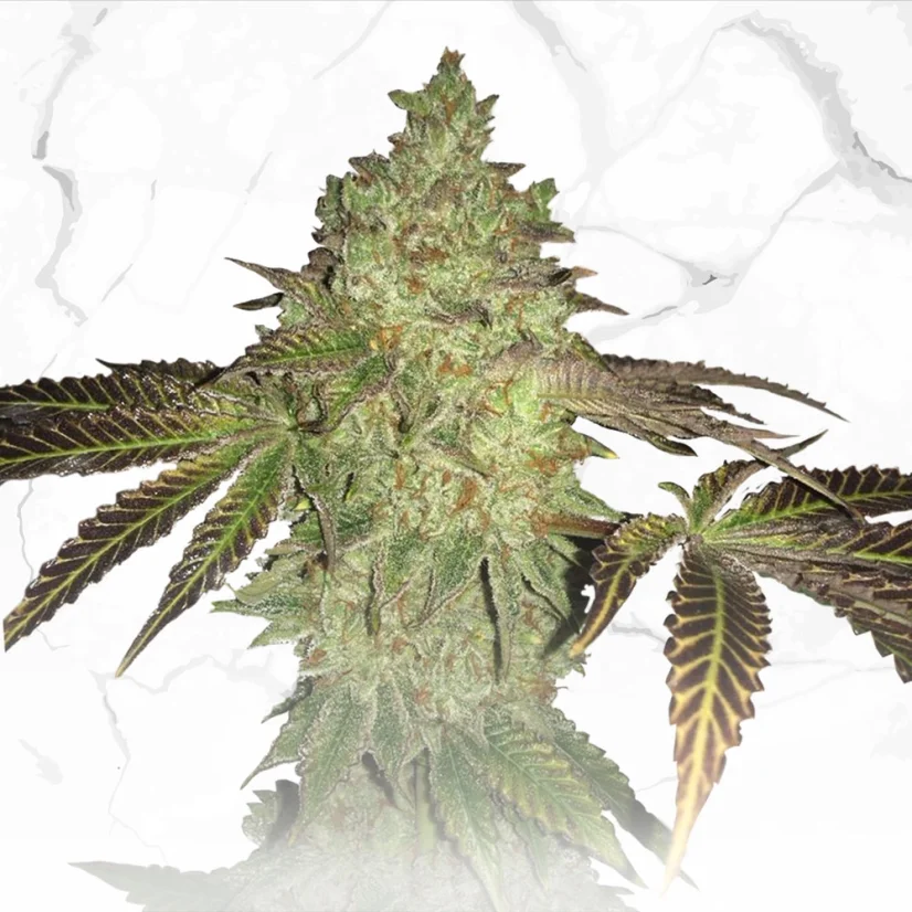 T.H.Seeds™ Cannabis Seeds Limited Regular Edition Birthday Cake X Birthday Cake X SBC, 11er Pack