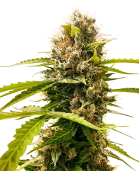 Sensi Seeds Cannabis Seeds Mandarin Punch Feminisiert, 3-10 Stk.