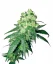 Sensi Seeds Cannabis Seeds White Rhino Regular von White Label, 10 Stk.