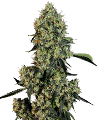 Sensi Seeds Semi di Cannabis OG Kush Femminizzati by White Label, 3-10 pz
