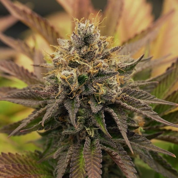 Royal Queen Seeds Cannabis Seeds O.G. Kush Feminized