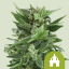Royal Queen Seeds Semillas de Cannabis Royal Kush Auto