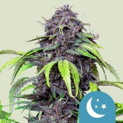 Royal Queen Seeds Cannabisfrön Purplematic Auto (Hög CBD)