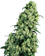 Sensi Seeds Cannabis Seeds Skunk #1® Feminized, 3-10 db