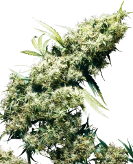 Sensi Seeds Cannabis Seeds Jamaican Pearl® Regular, 10 Stk.