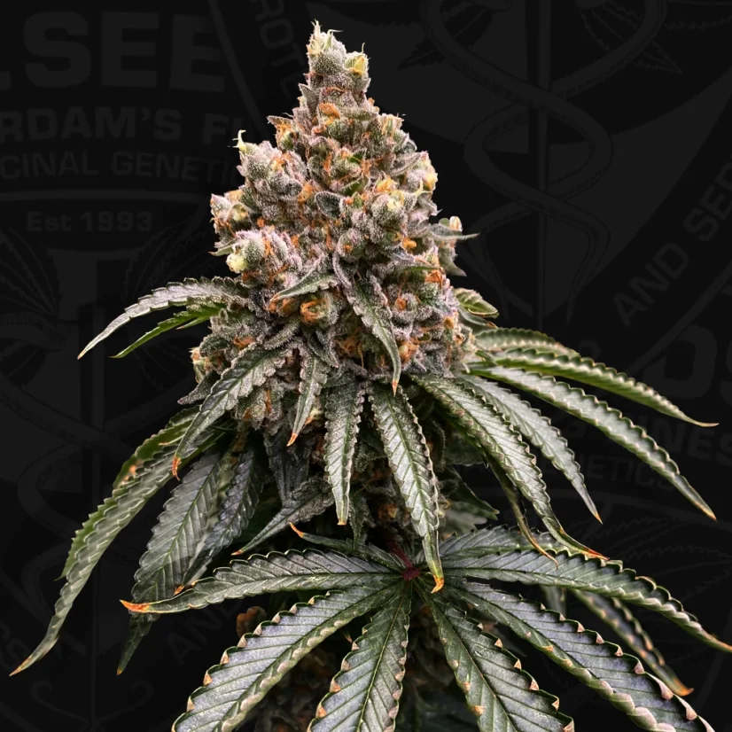 T.H.Seeds™ Cannabis Seeds Mona Lisa, pachet variat, feminizat
