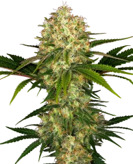 Sensi Seeds Cannabis Seeds Afghani #1 Regular, 10 Stk.