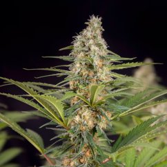Doctor's Choice Seeds Cali Crasher Photo Feminized