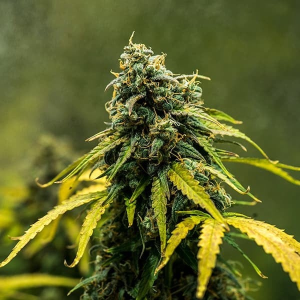 Royal Queen Seeds Σπόροι Κάνναβης Royal Haze Auto