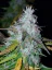 Fast Buds Cannabis Seeds Californian Snow Auto