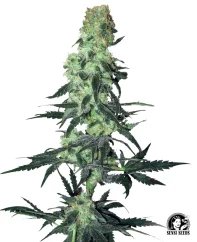 Sensi Seeds Cannabis Seeds Amnesia White Regular by White Label, 10 Stk.